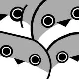 Sacabam fish 萨卡班甲鱼